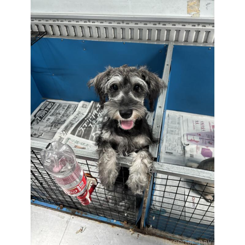 販売中の愛知県のミニチュアシュナウザー-397797の2枚目