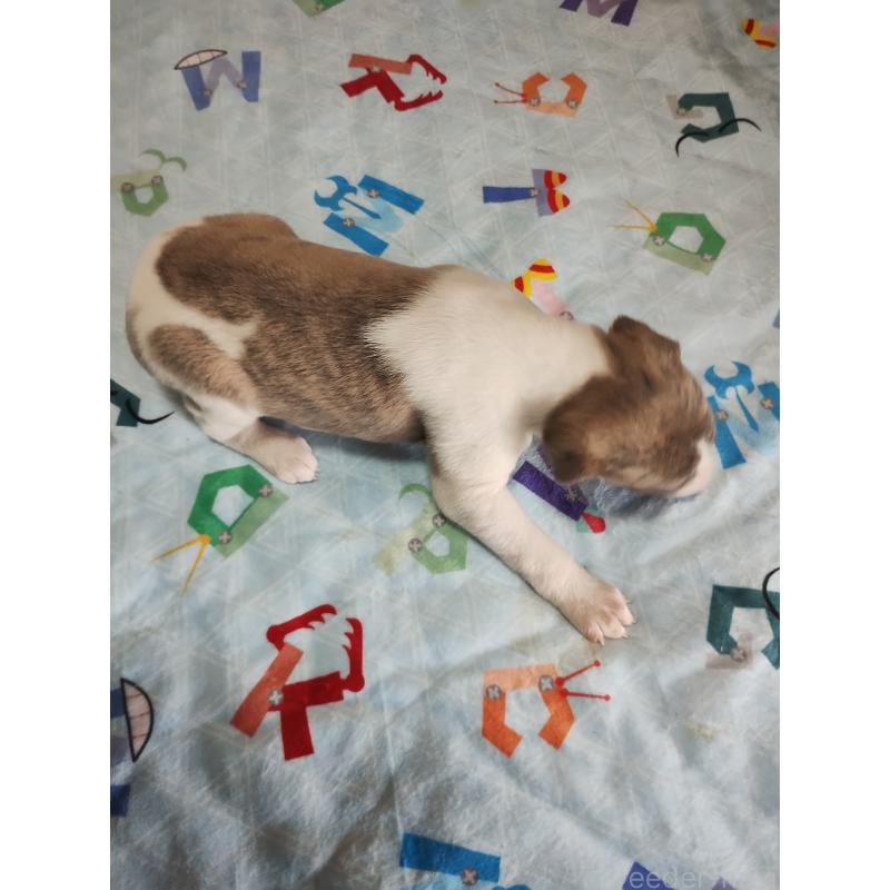 販売中の広島県のウィペット-425322の4枚目