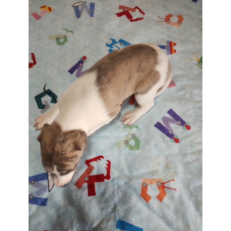 販売中の広島県のウィペット-425322の3枚目