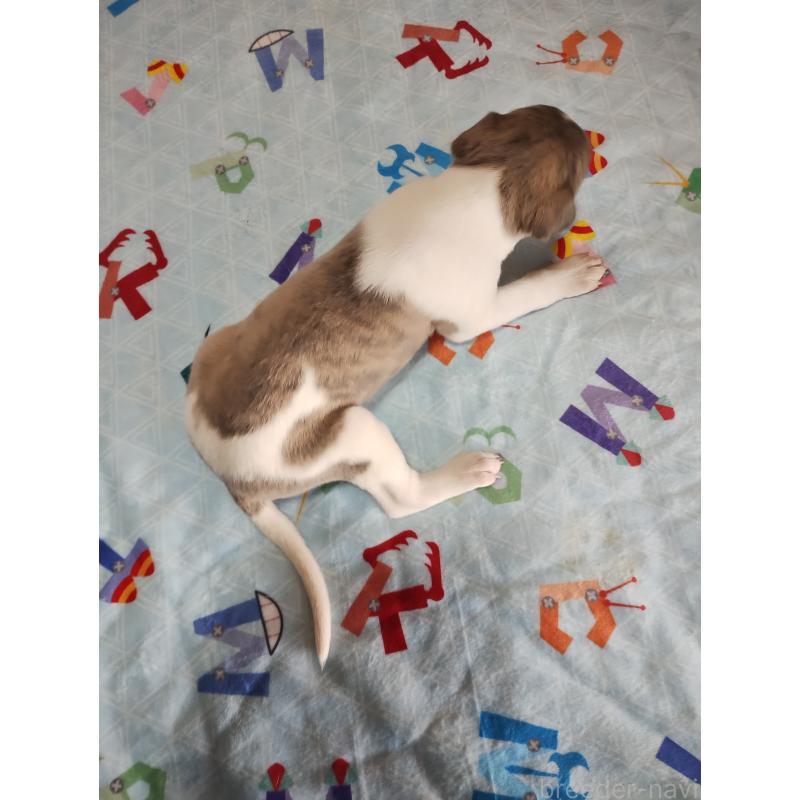 販売中の広島県のウィペット-425322の2枚目