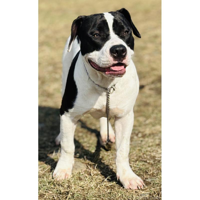 販売中の神奈川県のアメリカンピットブルテリア-417042の2枚目