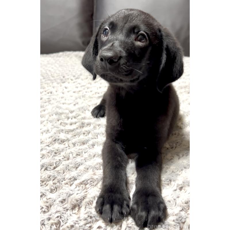 販売中の奈良県のラブラドールレトリーバー-409611