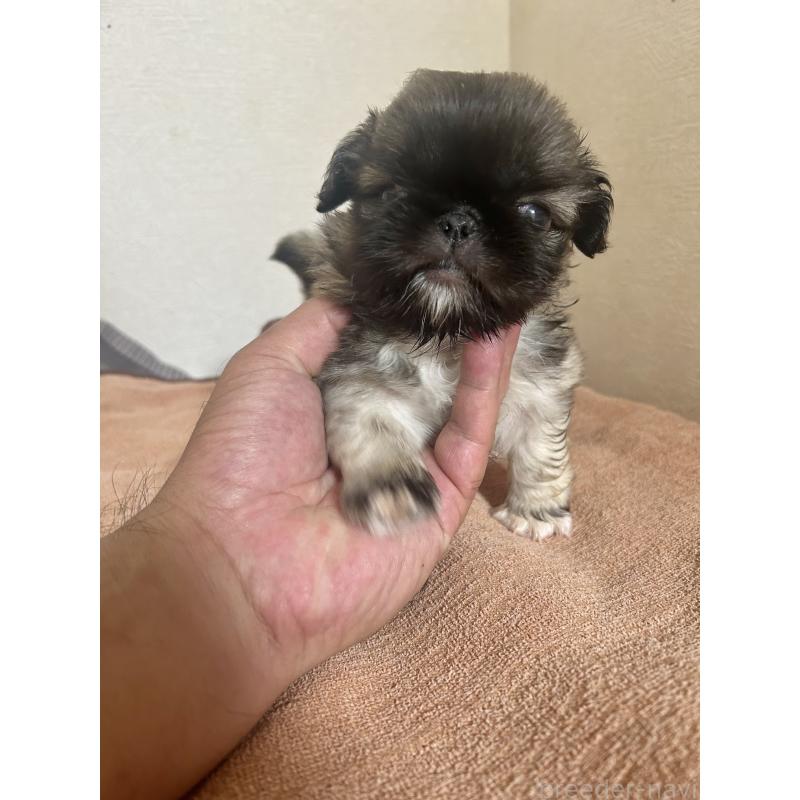 販売中の埼玉県のペキニーズ-425527の1枚目