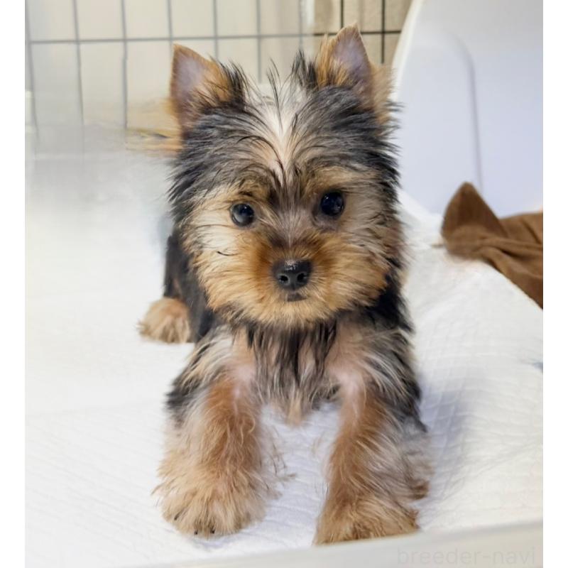 販売中の埼玉県のヨークシャーテリア-425520の3枚目