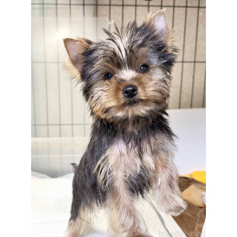 販売中の埼玉県のヨークシャーテリア-425520の2枚目