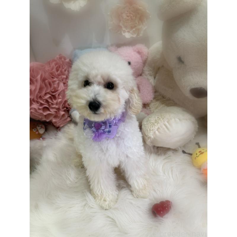 販売中の香川県のトイプードル-406317の3枚目