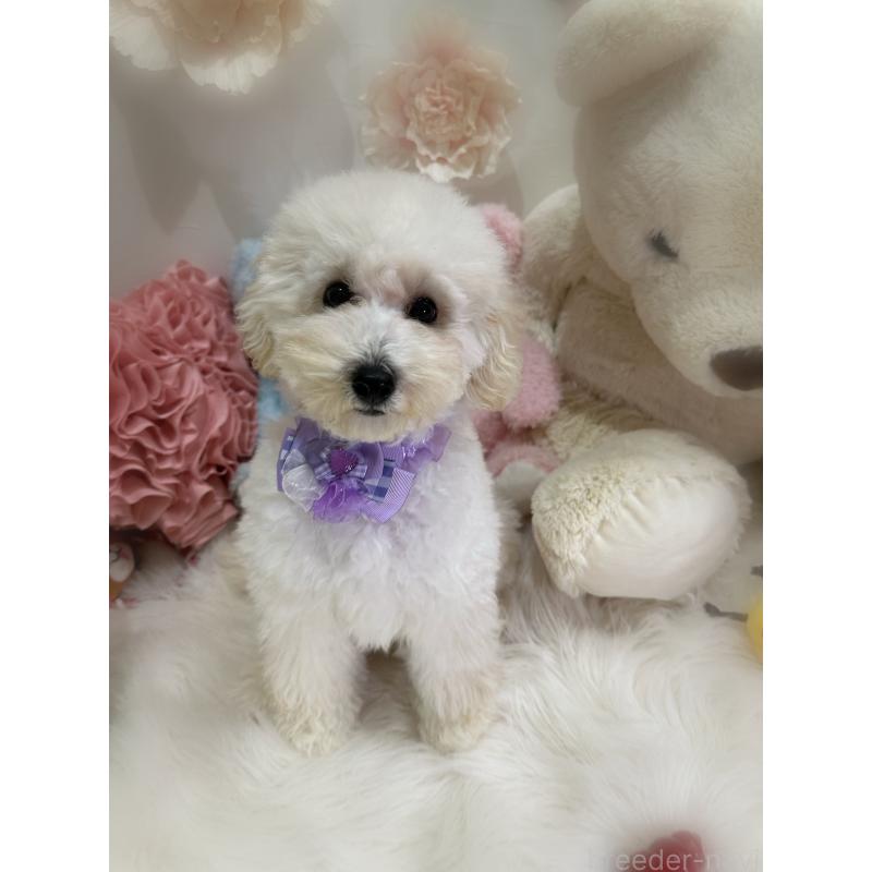 販売中の香川県のトイプードル-406317の2枚目