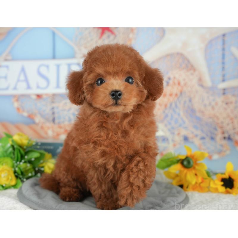 販売中の千葉県のトイプードル-426237