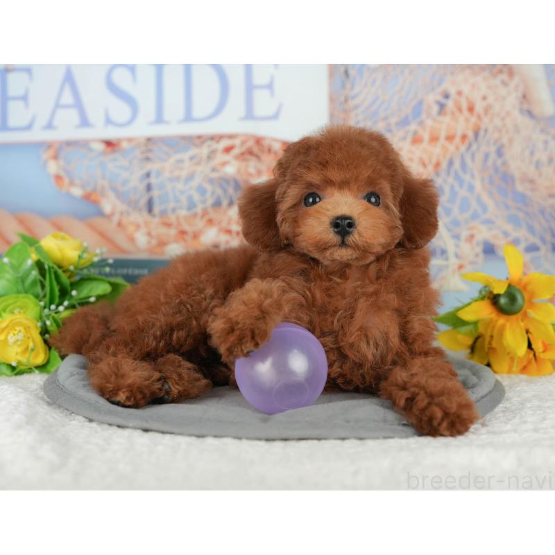 販売中の千葉県のトイプードル-426237の11枚目