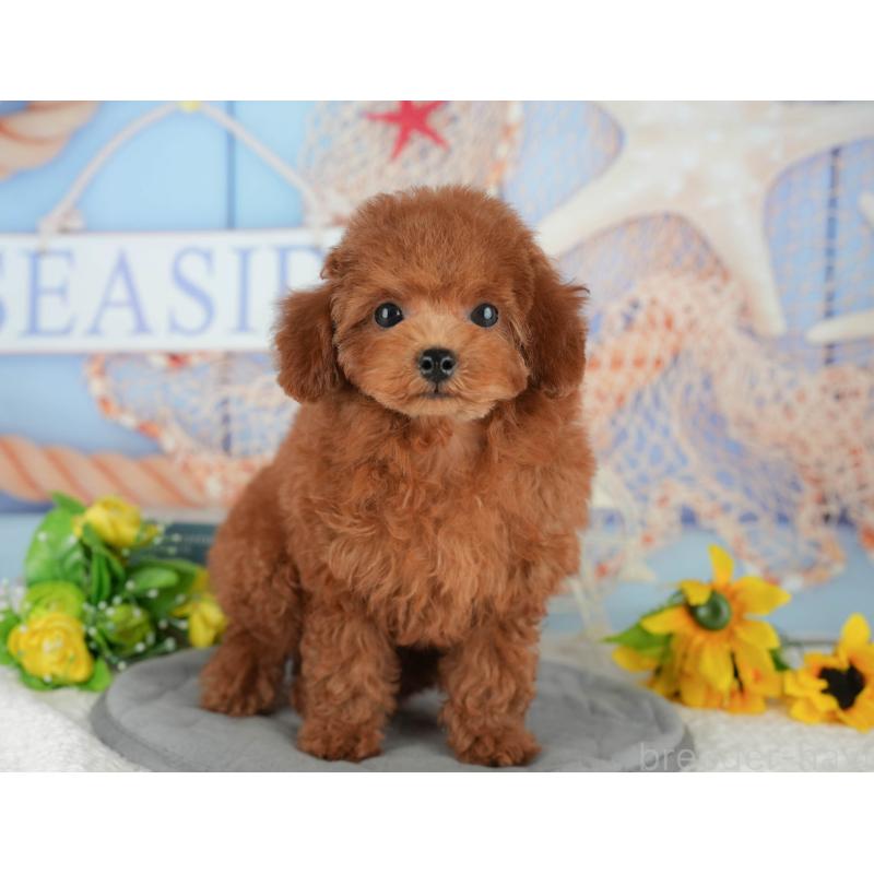 販売中の千葉県のトイプードル-426237の10枚目