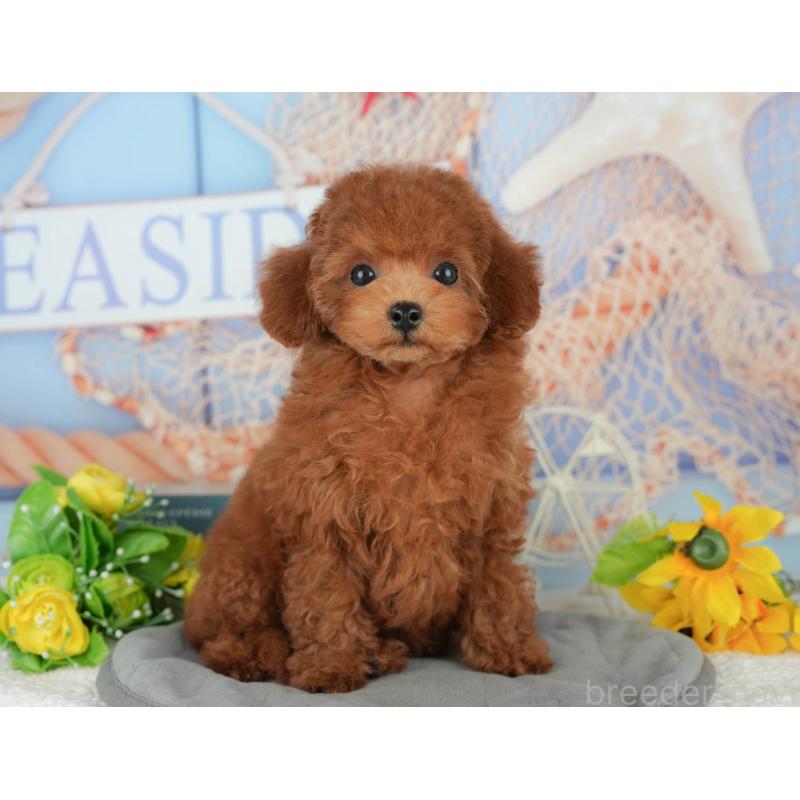 販売中の千葉県のトイプードル-426237の8枚目