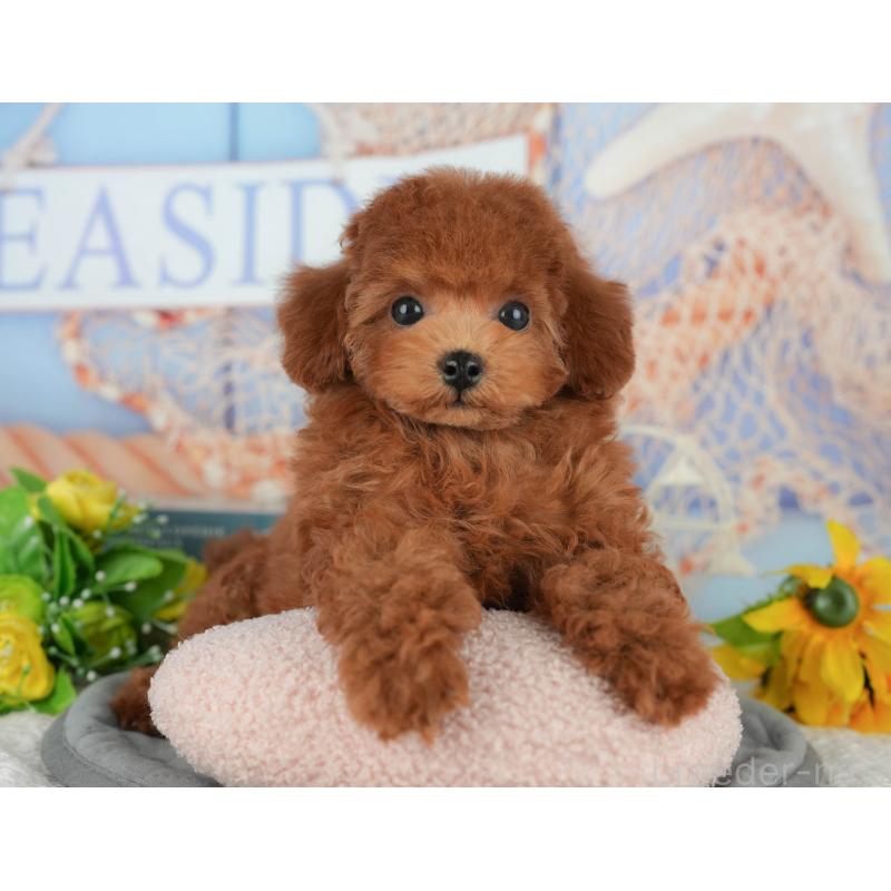 販売中の千葉県のトイプードル-426237の7枚目