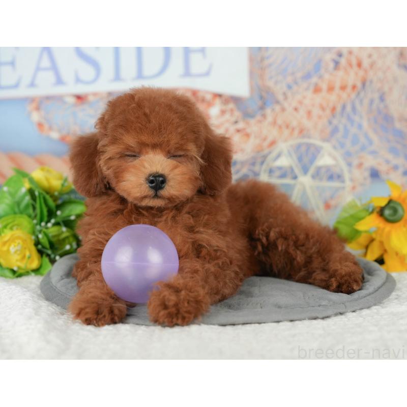 販売中の千葉県のトイプードル-426237の6枚目