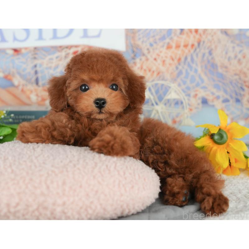 販売中の千葉県のトイプードル-426237の4枚目