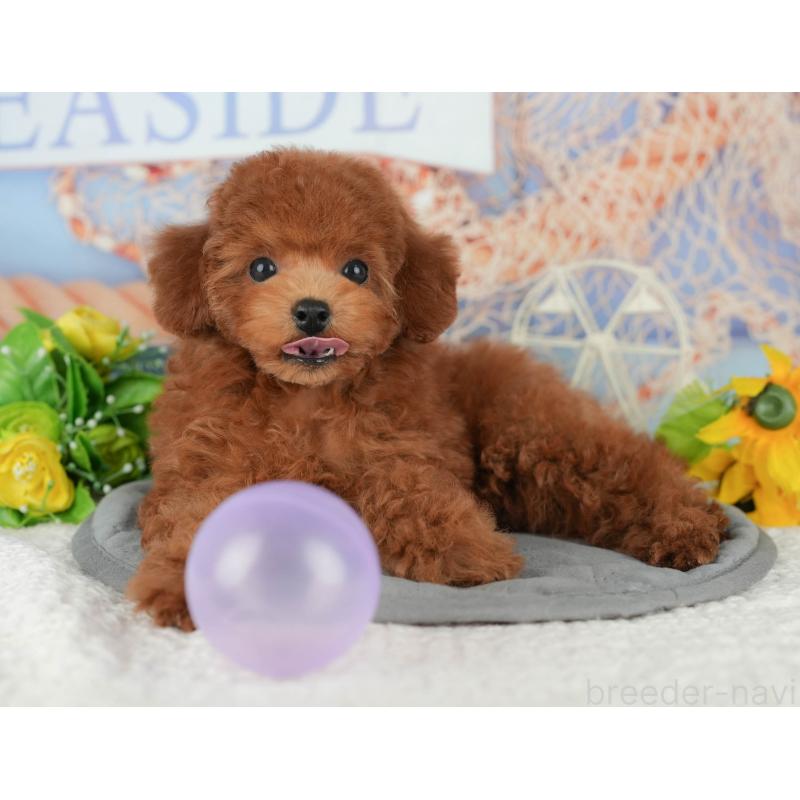 販売中の千葉県のトイプードル-426237の3枚目