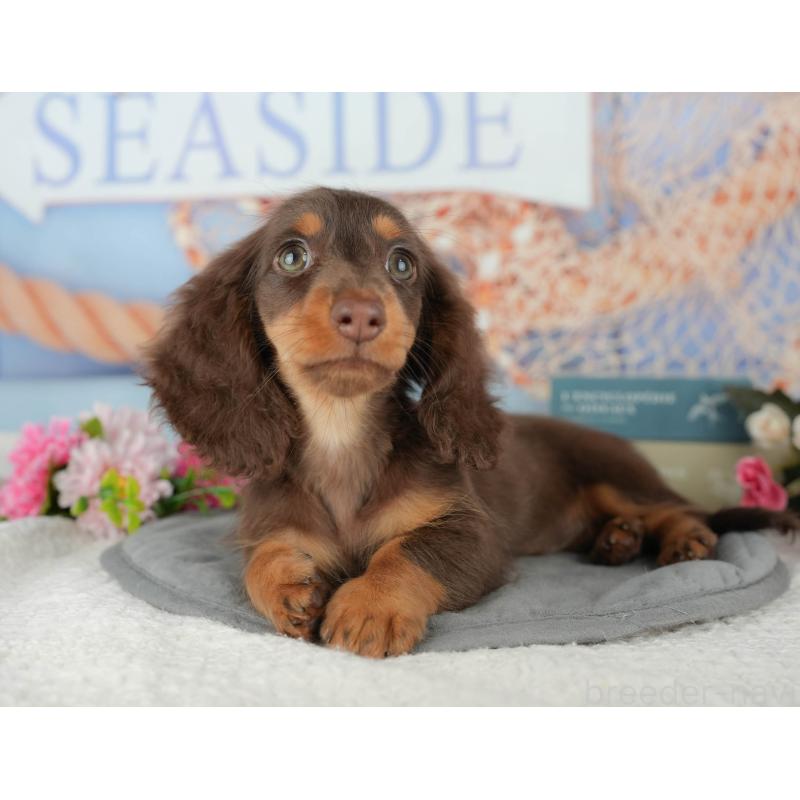 販売中の千葉県のミニチュアダックスフンド(ロングヘアード)-426234