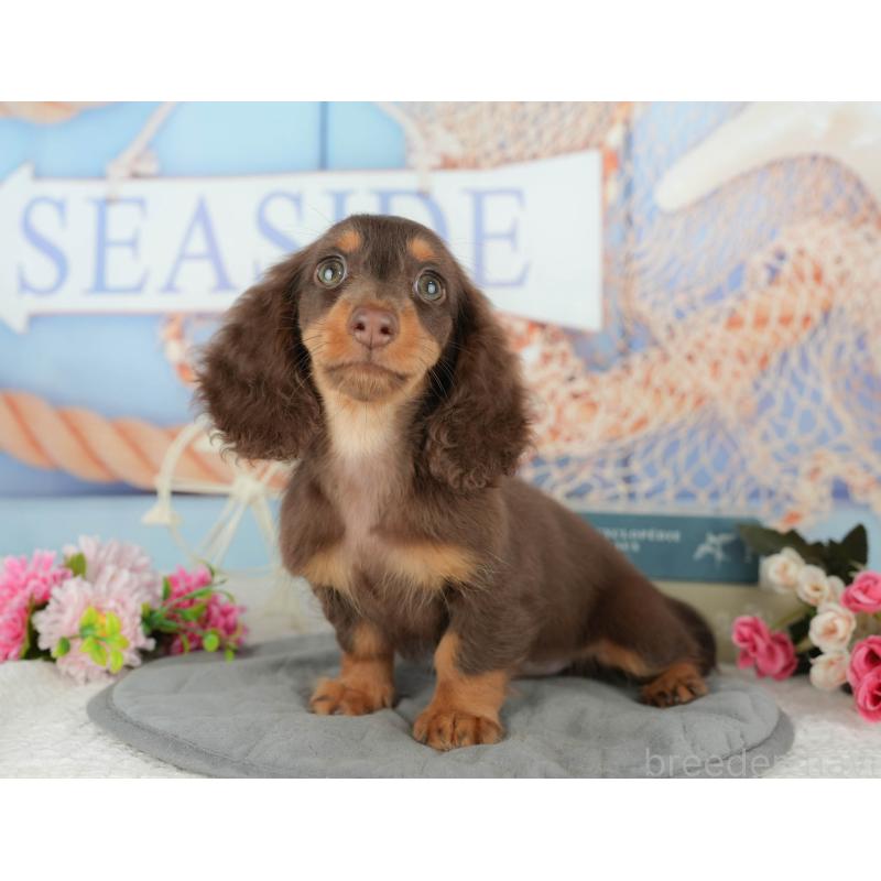 販売中の千葉県のミニチュアダックスフンド(ロングヘアード)-426234の11枚目