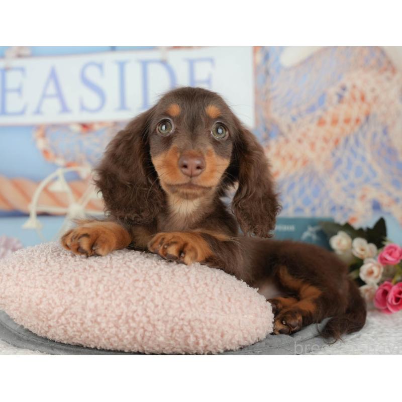 販売中の千葉県のミニチュアダックスフンド(ロングヘアード)-426234の10枚目