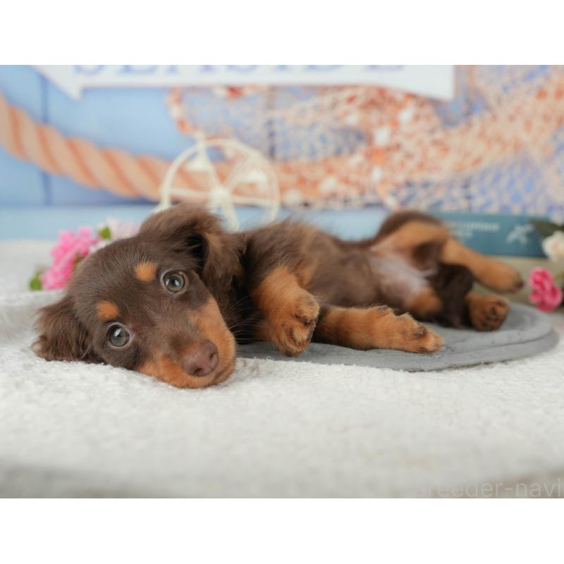 販売中の千葉県のミニチュアダックスフンド(ロングヘアード)-426234の9枚目