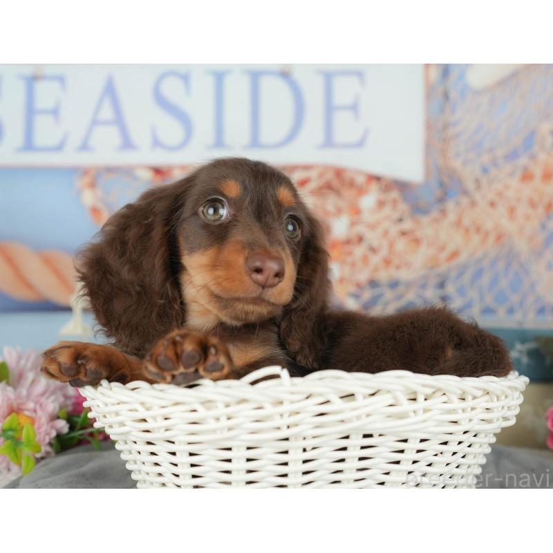 販売中の千葉県のミニチュアダックスフンド(ロングヘアード)-426234の8枚目