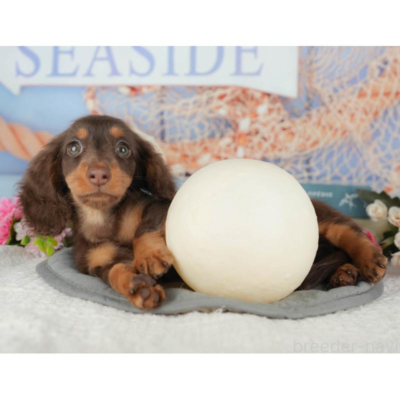 販売中の千葉県のミニチュアダックスフンド(ロングヘアード)-426234の7枚目