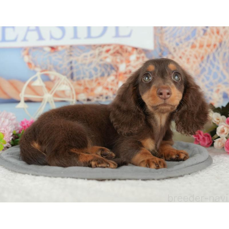 販売中の千葉県のミニチュアダックスフンド(ロングヘアード)-426234の6枚目