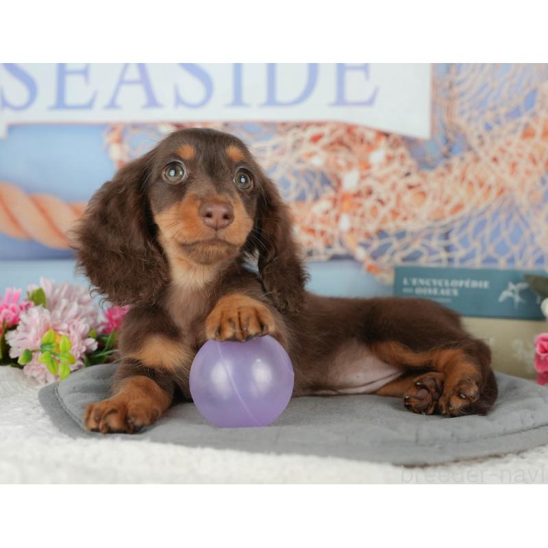 販売中の千葉県のミニチュアダックスフンド(ロングヘアード)-426234の5枚目