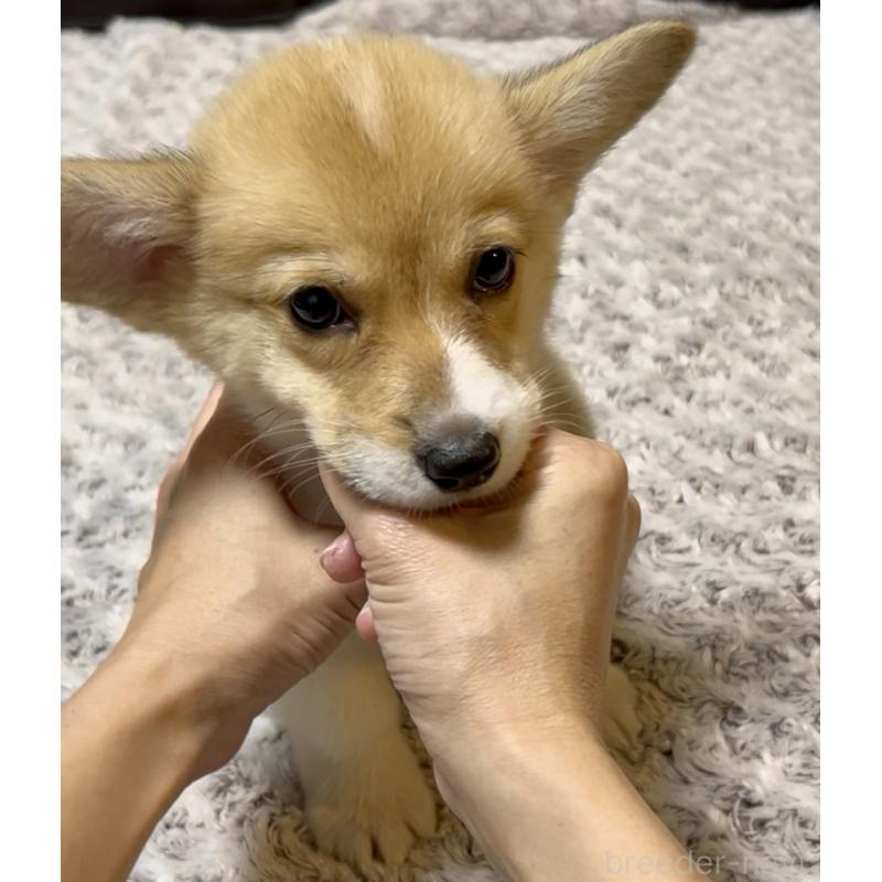 販売中の奈良県のウェルシュコーギーペンブローク-421376