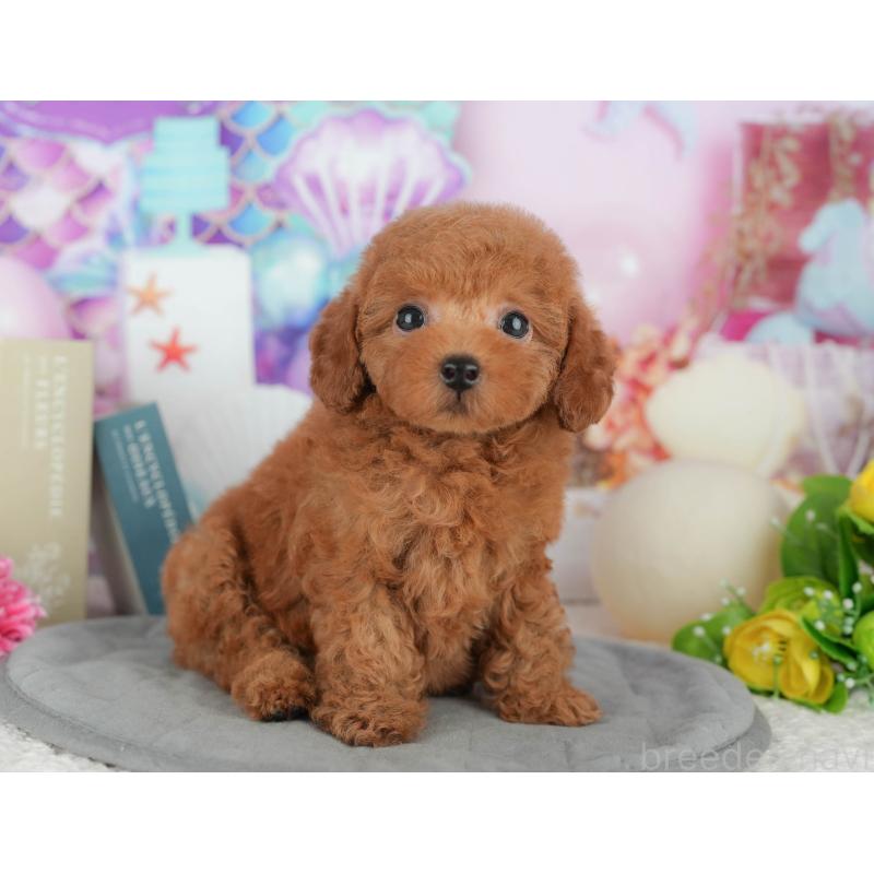 販売中の千葉県のトイプードル-426222