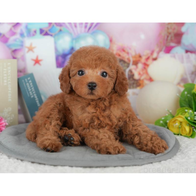 販売中の千葉県のトイプードル-426222の11枚目