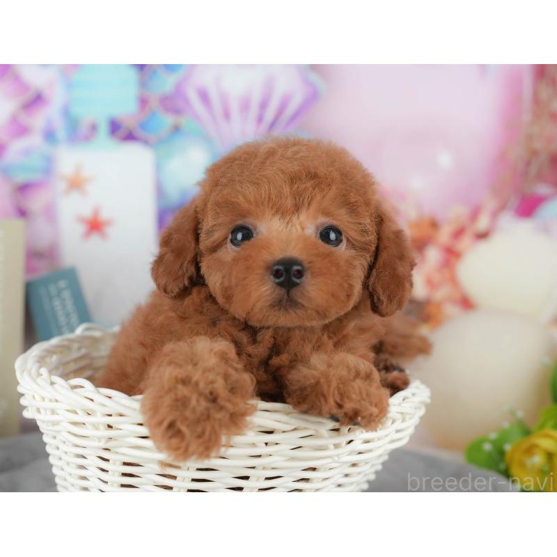 販売中の千葉県のトイプードル-426222の10枚目