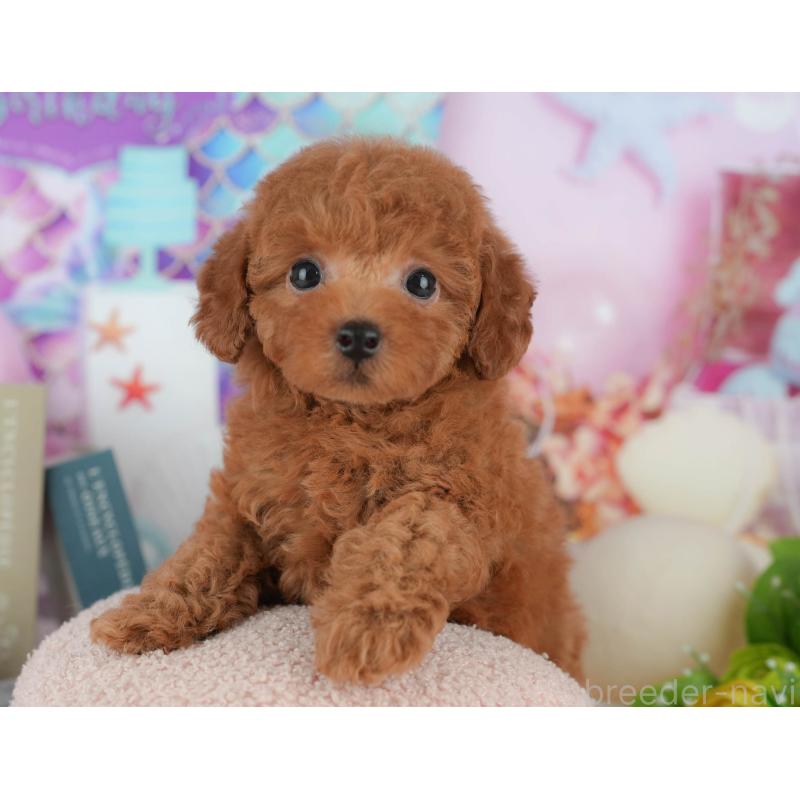販売中の千葉県のトイプードル-426222の9枚目