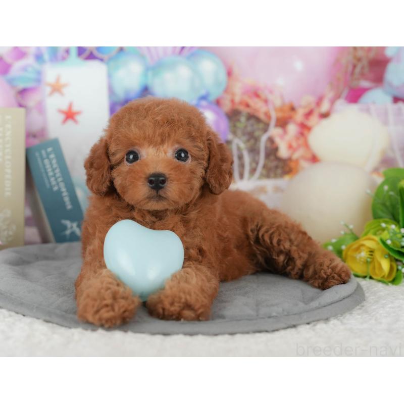 販売中の千葉県のトイプードル-426222の8枚目