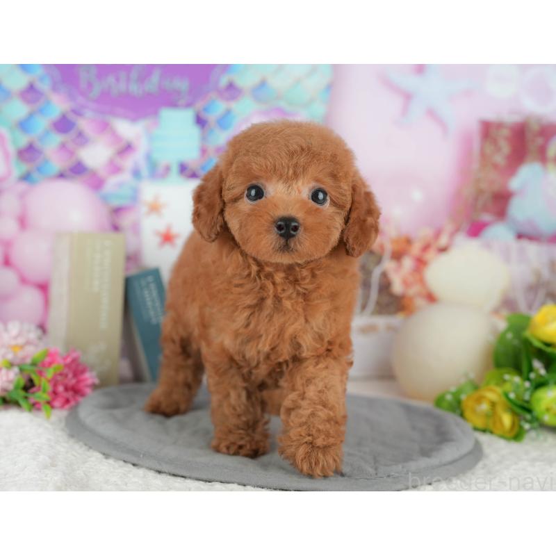 販売中の千葉県のトイプードル-426222の7枚目