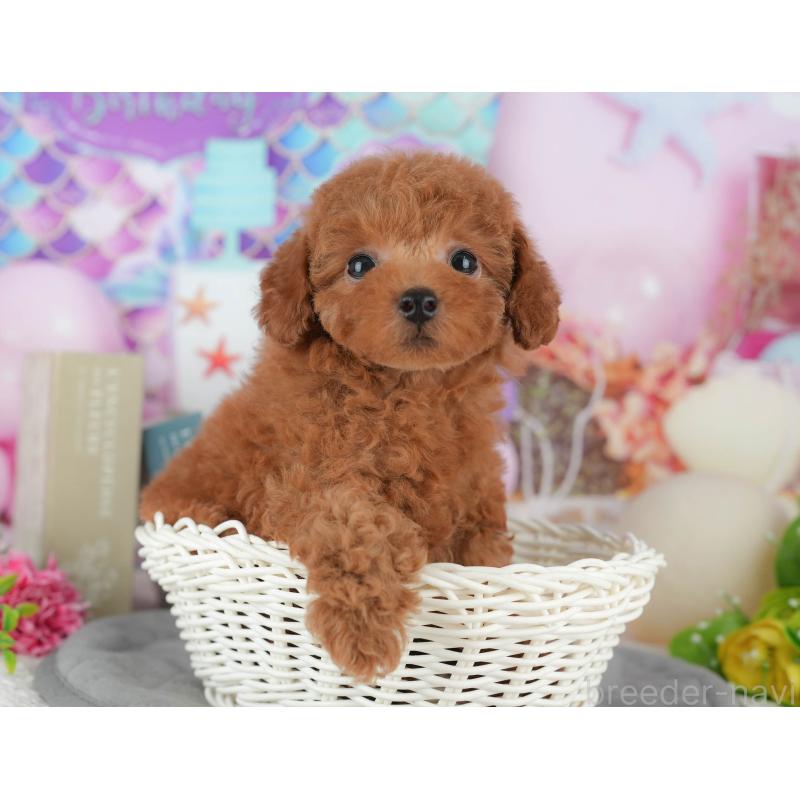 販売中の千葉県のトイプードル-426222の6枚目