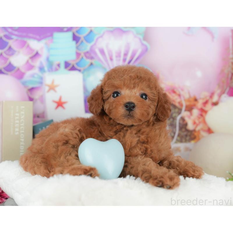 販売中の千葉県のトイプードル-426222の5枚目