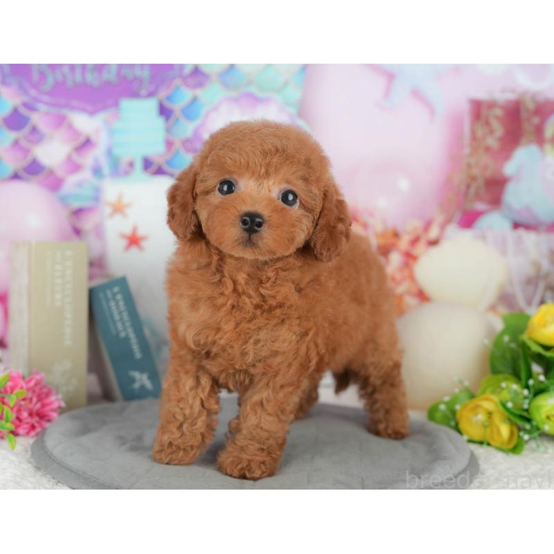 販売中の千葉県のトイプードル-426222の4枚目