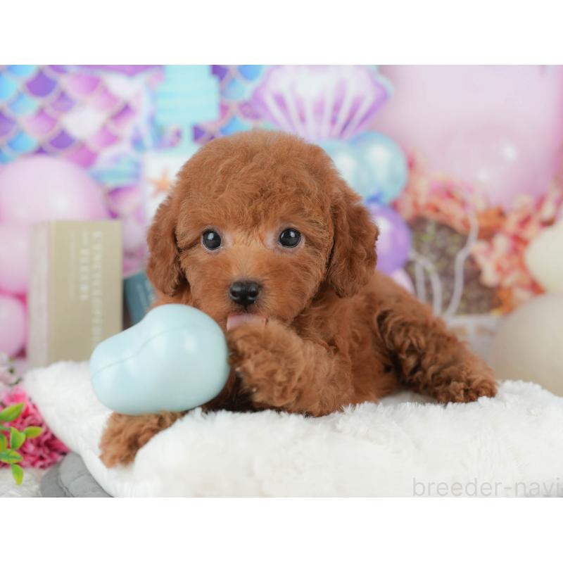 販売中の千葉県のトイプードル-426222の3枚目