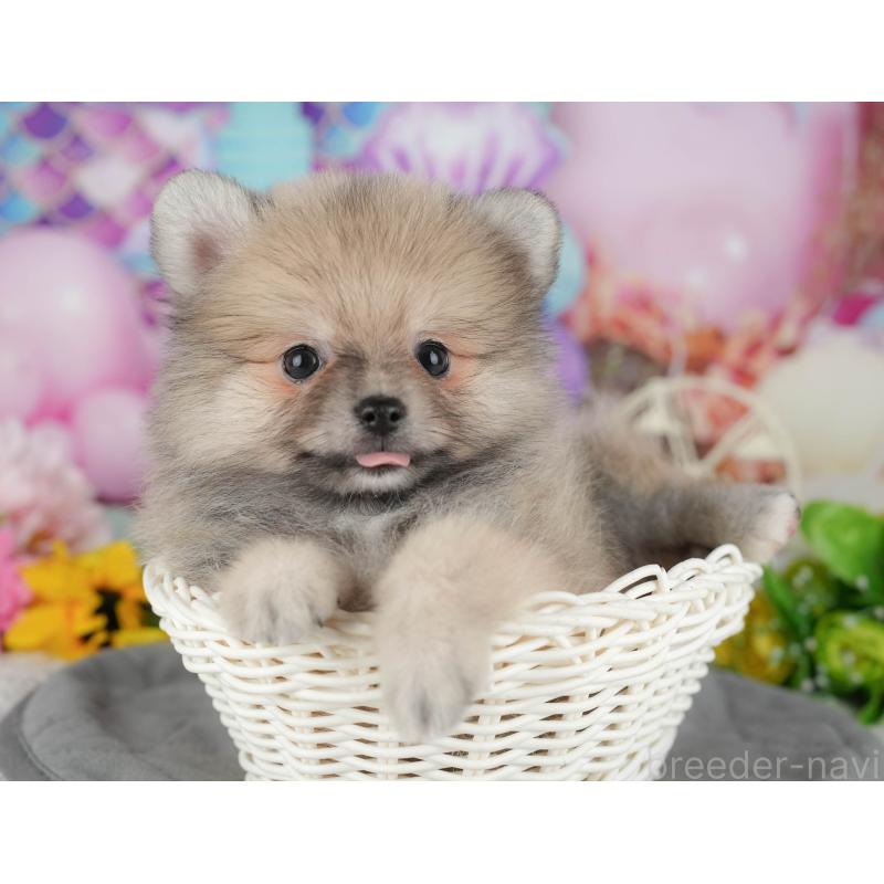 販売中の千葉県のポメラニアン-426218の10枚目