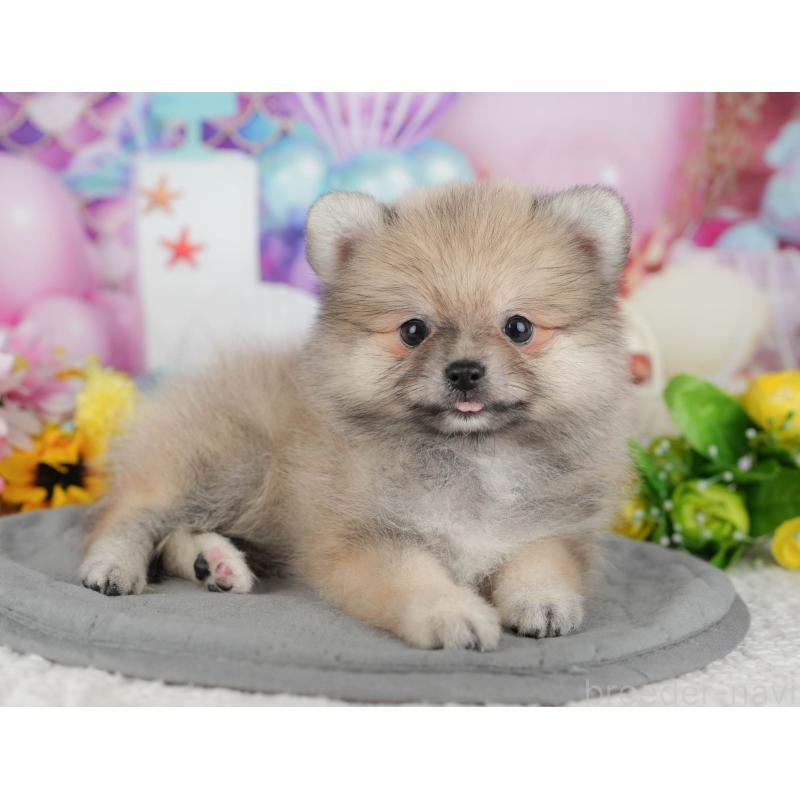 販売中の千葉県のポメラニアン-426218の8枚目