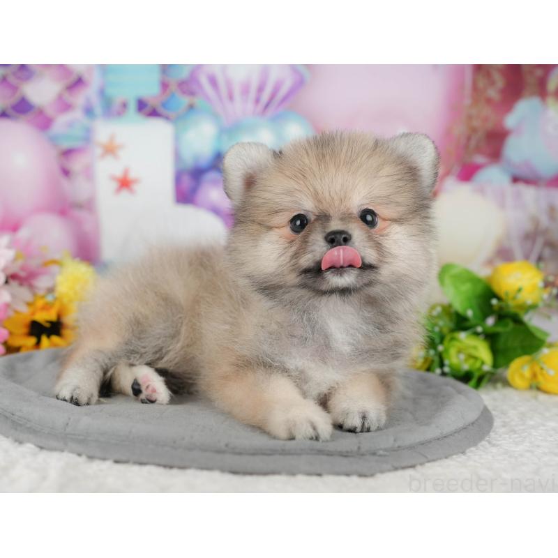 販売中の千葉県のポメラニアン-426218の6枚目