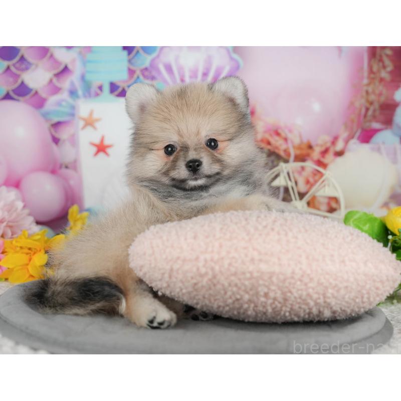 販売中の千葉県のポメラニアン-426218の5枚目