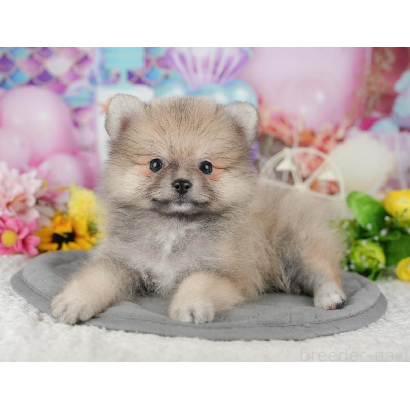 販売中の千葉県のポメラニアン-426218の4枚目