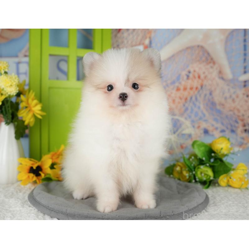 販売中の千葉県のポメラニアン-426217の1枚目