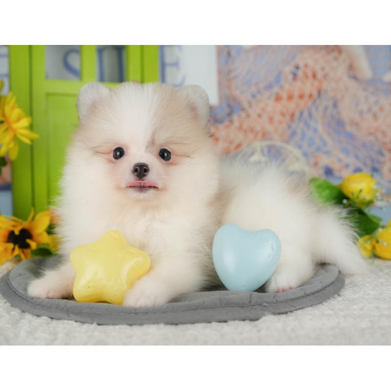 販売中の千葉県のポメラニアン-426217の11枚目