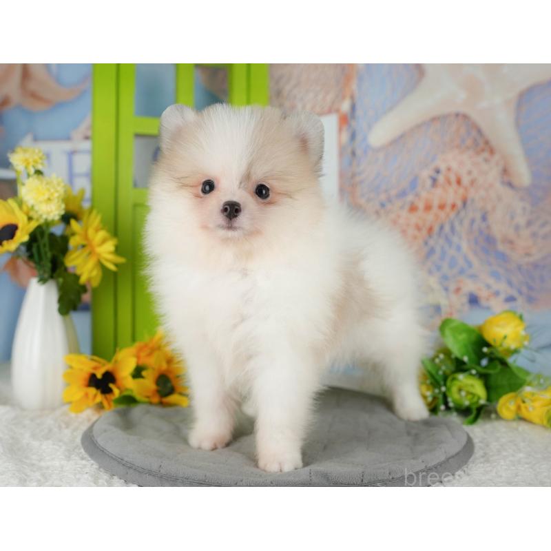 販売中の千葉県のポメラニアン-426217の10枚目