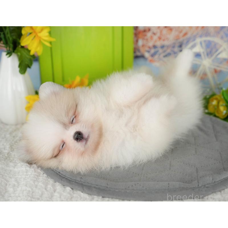 販売中の千葉県のポメラニアン-426217の9枚目