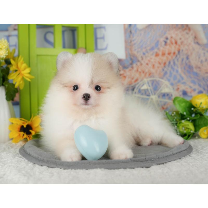 販売中の千葉県のポメラニアン-426217の8枚目