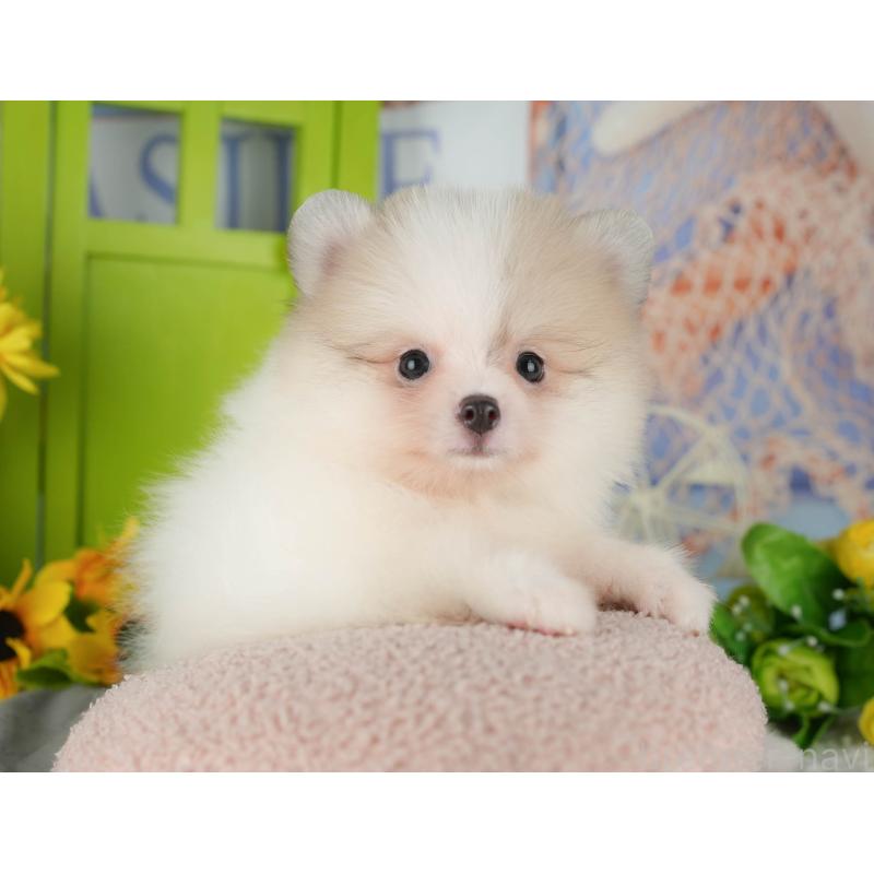 販売中の千葉県のポメラニアン-426217の7枚目