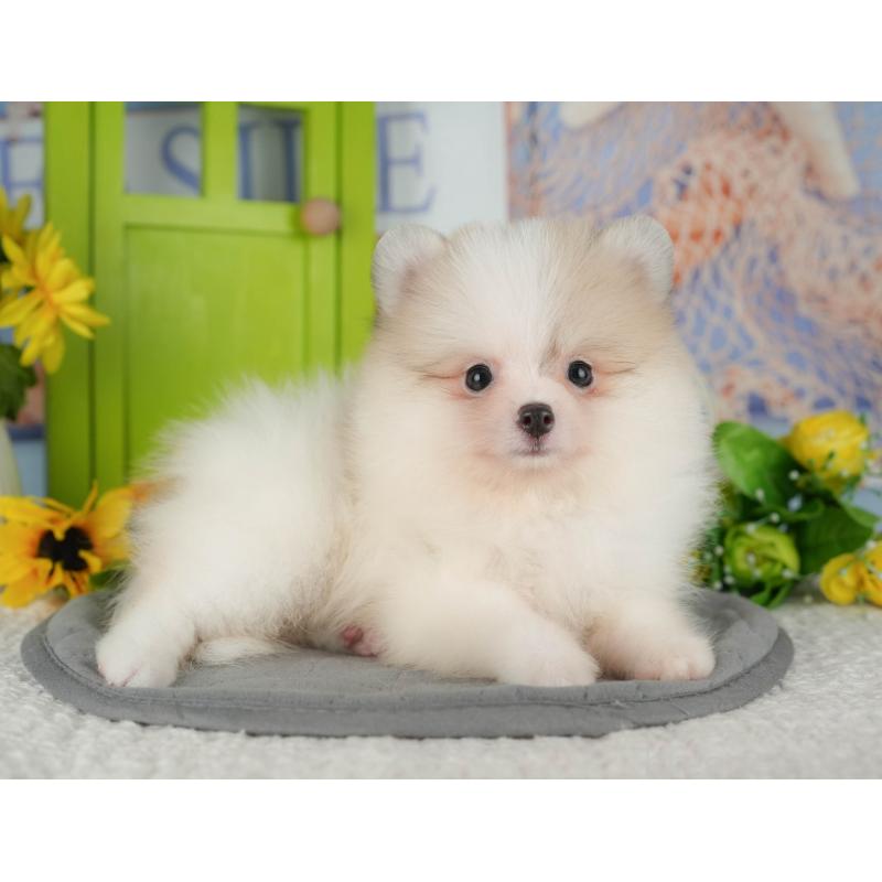 販売中の千葉県のポメラニアン-426217の6枚目